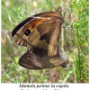 maniola jurtina copula